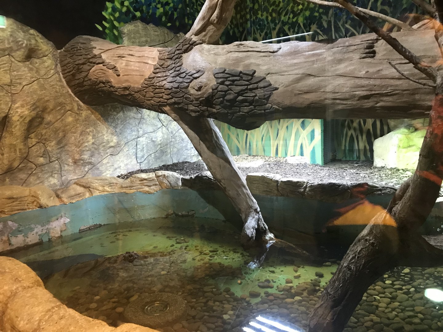 Dwarf crocodile enclosure