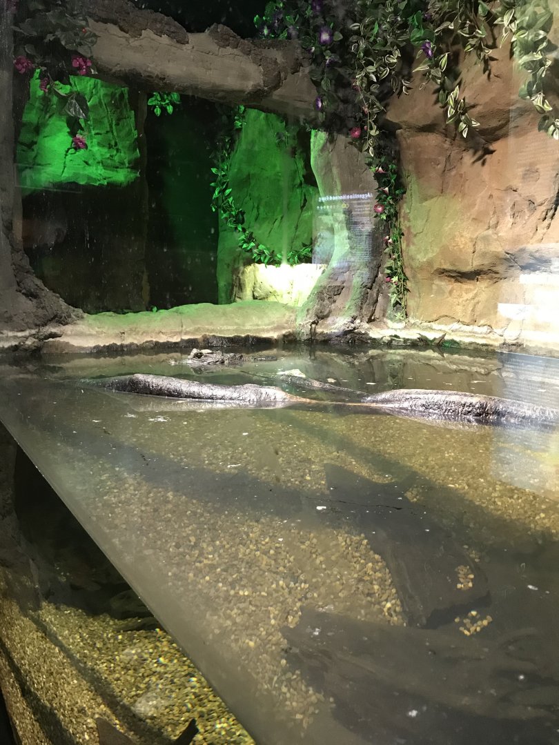 Dwarf crocodile enclosure