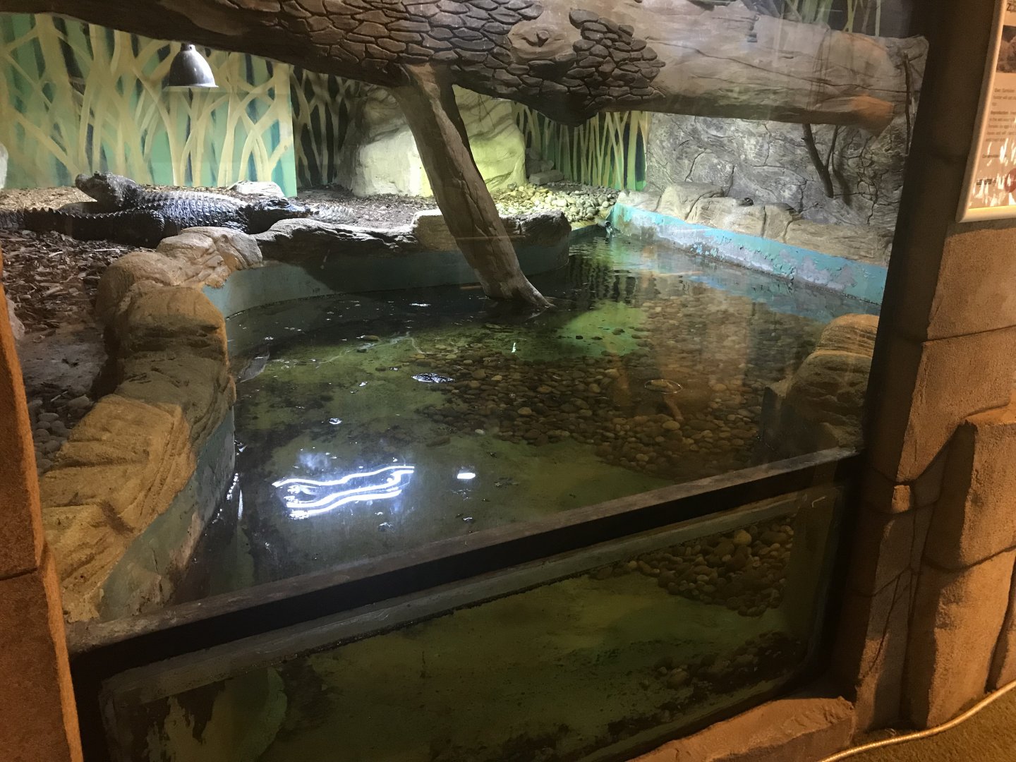 Dwarf crocodile enclosure
