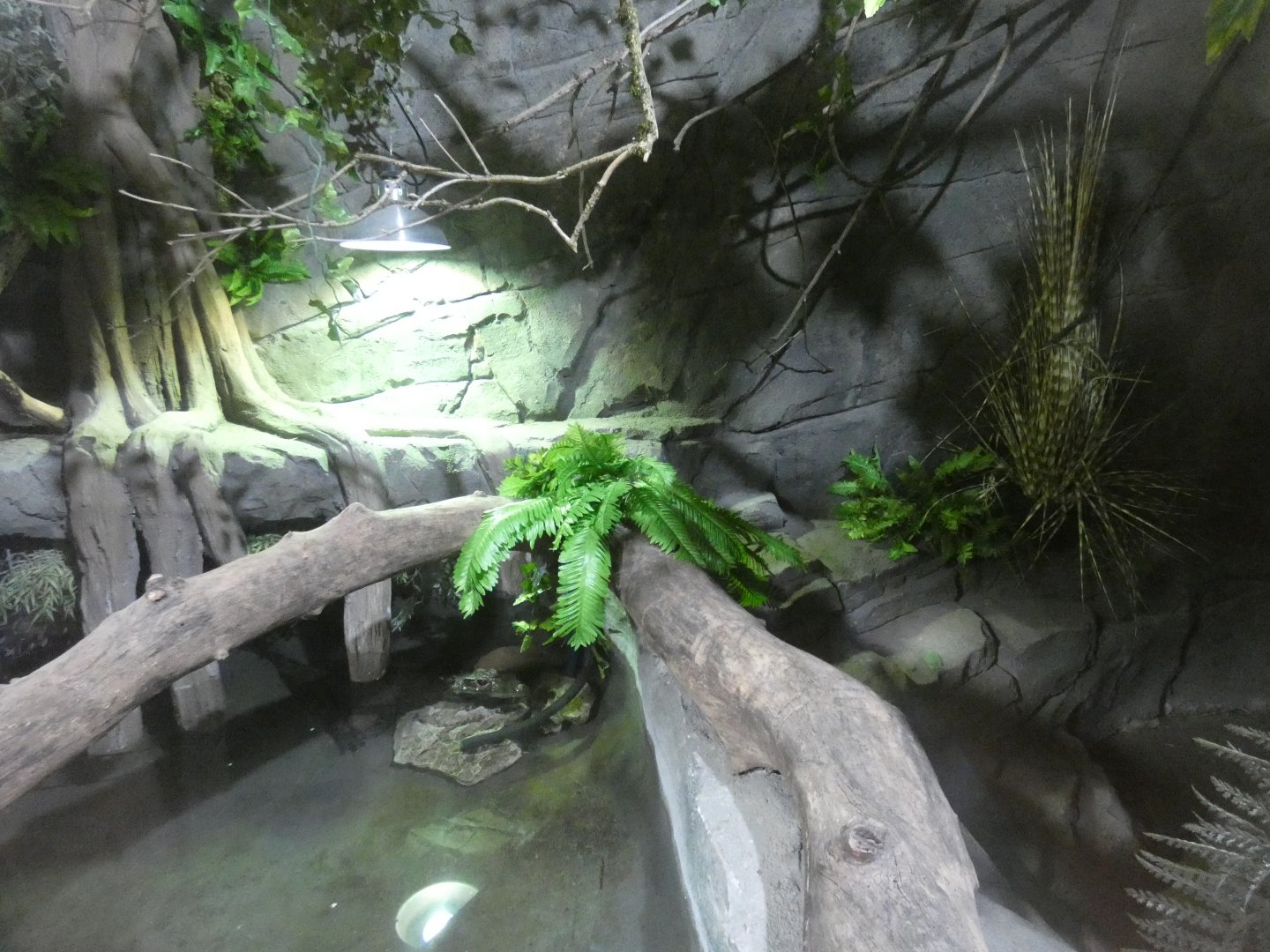 Dwarf crocodile enclosure