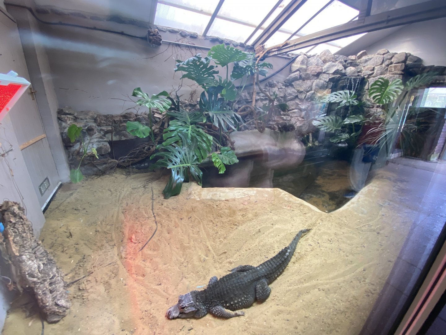 Dwarf crocodile exhibit 071121