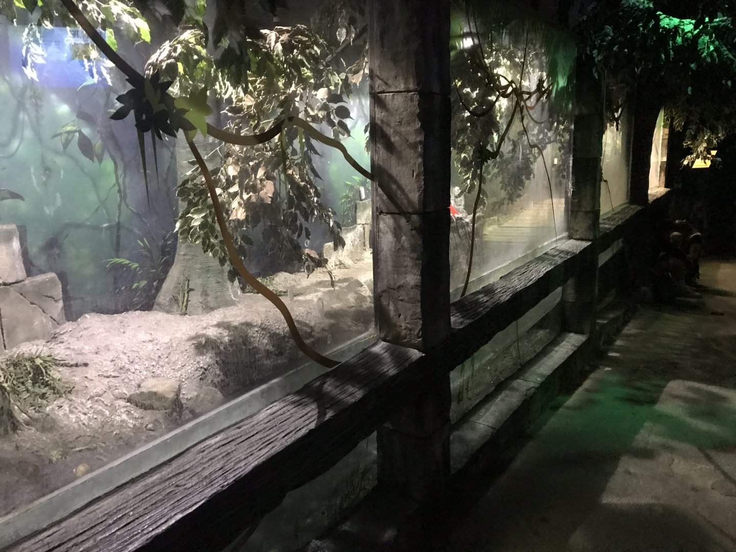 Dwarf crocodile exhibit 090818