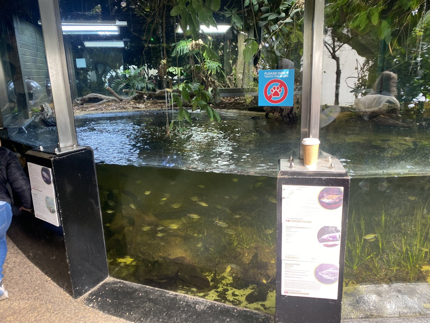 Dwarf crocodile exhibit 190322