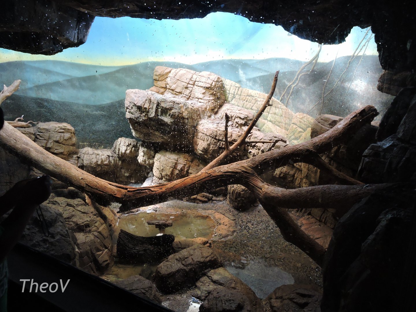 Dwarf crocodile exhibit [2015]