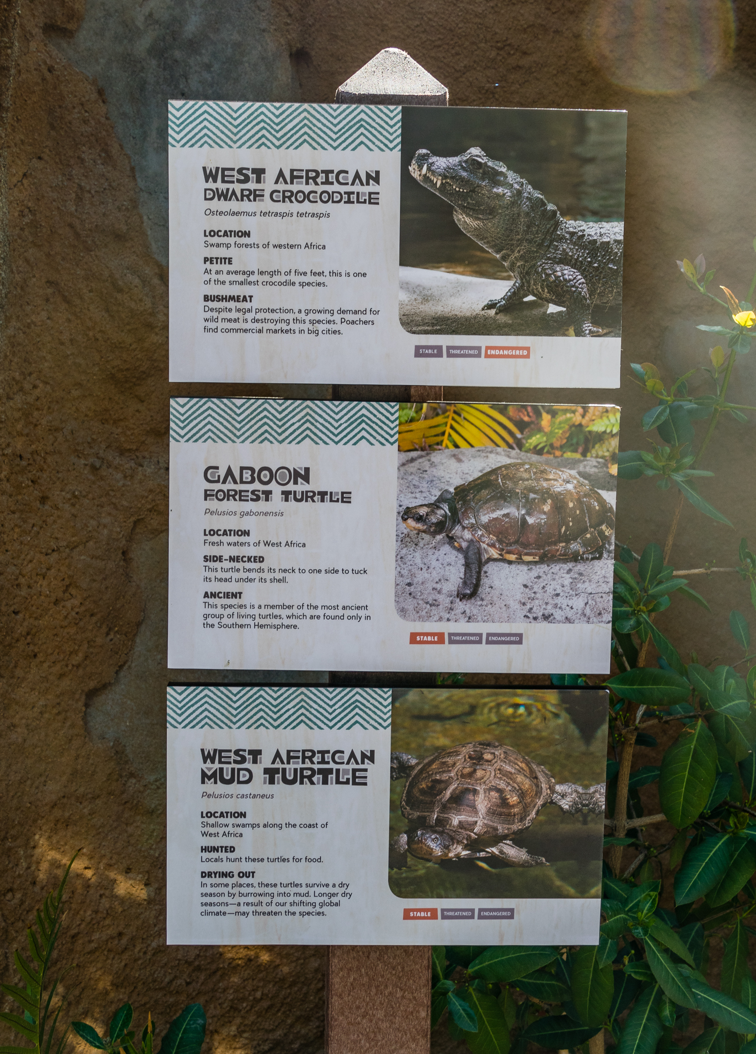Dwarf Crocodile exhibit signage