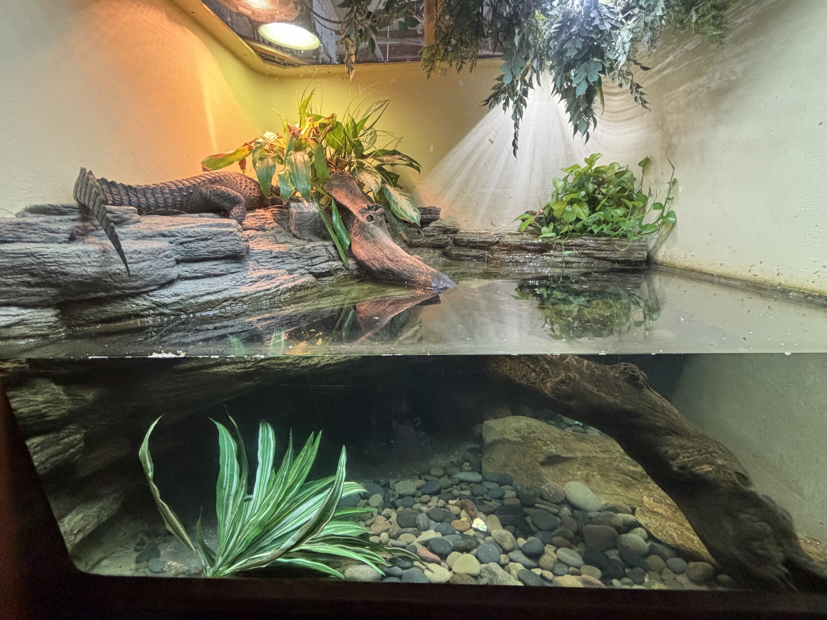 Dwarf Crocodile Exhibit - too small