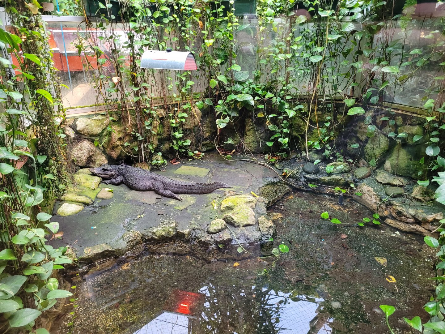 Dwarf crocodile exhibit -Zoo de Santillana del Mar (2023)
