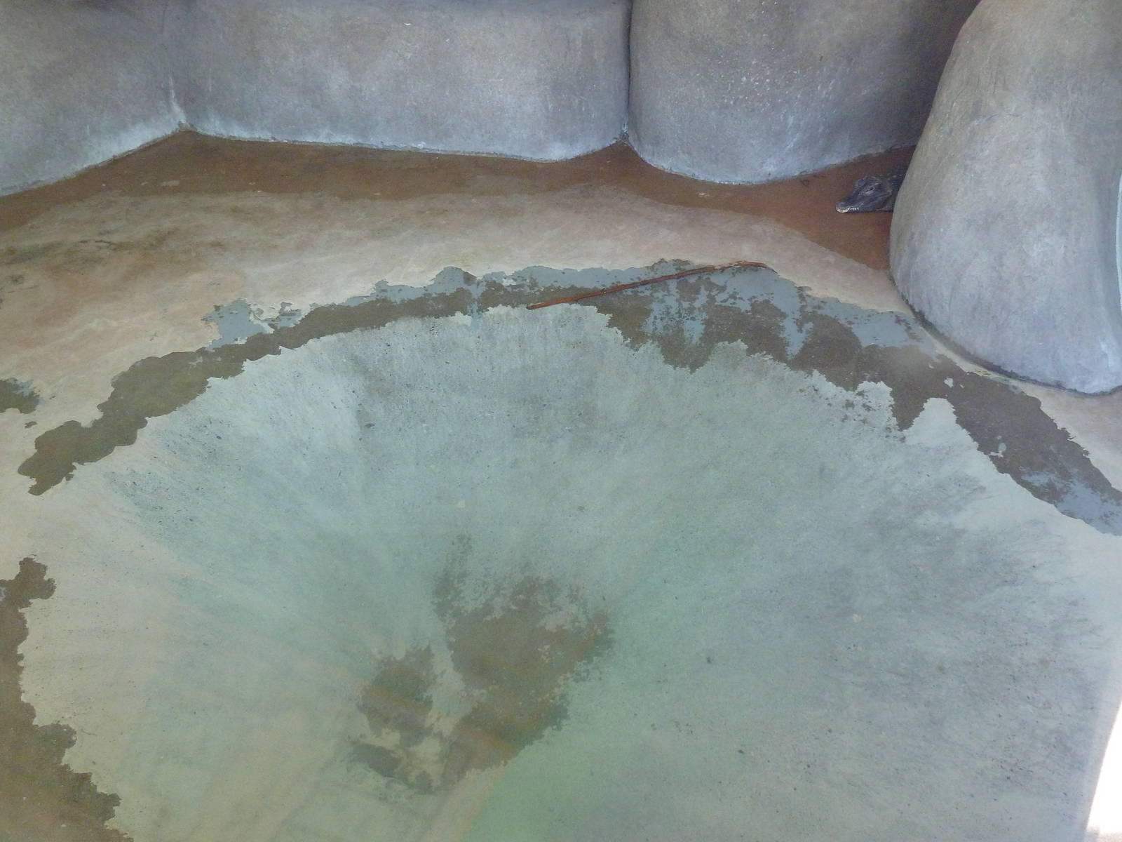 Dwarf Crocodile Exhibit