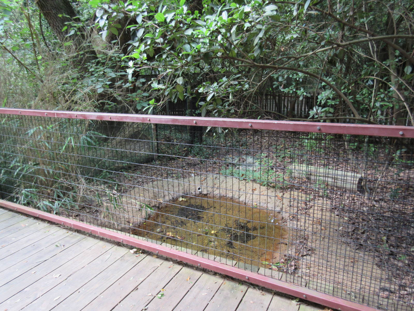 Dwarf Crocodile Exhibit