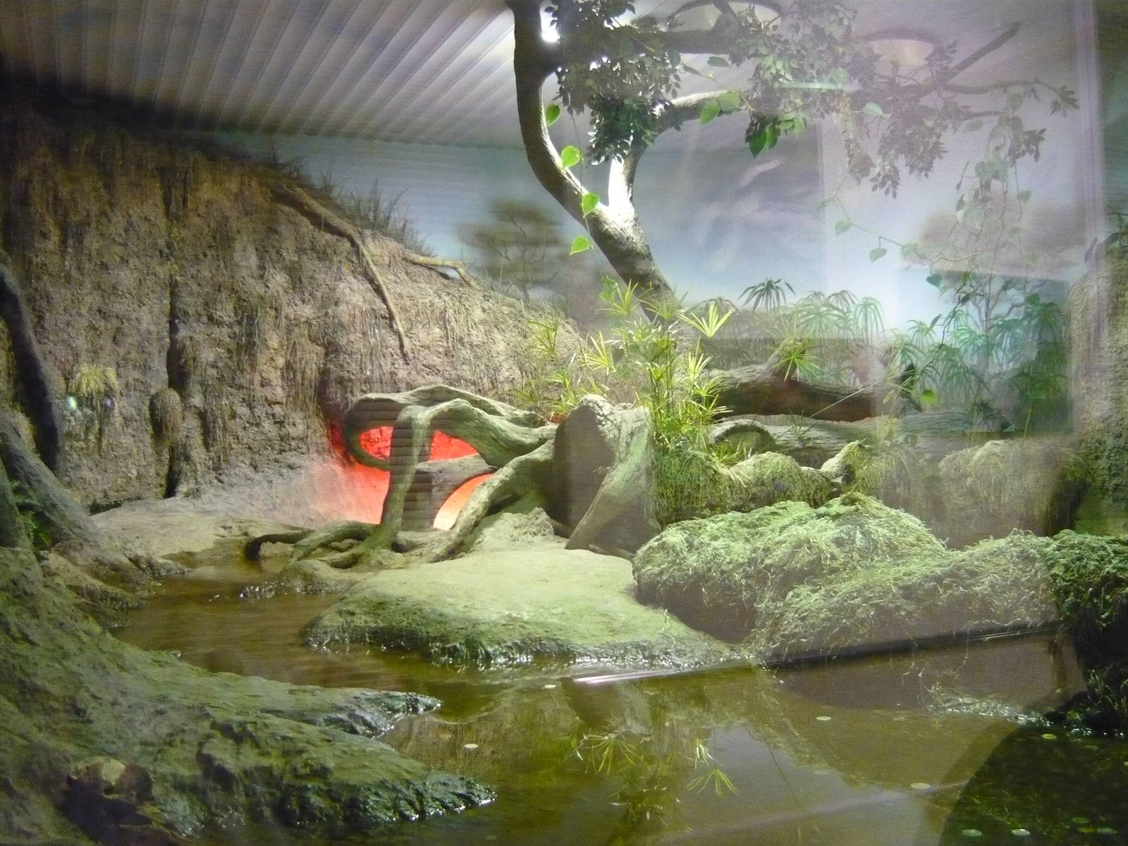 Dwarf crocodile exhibit