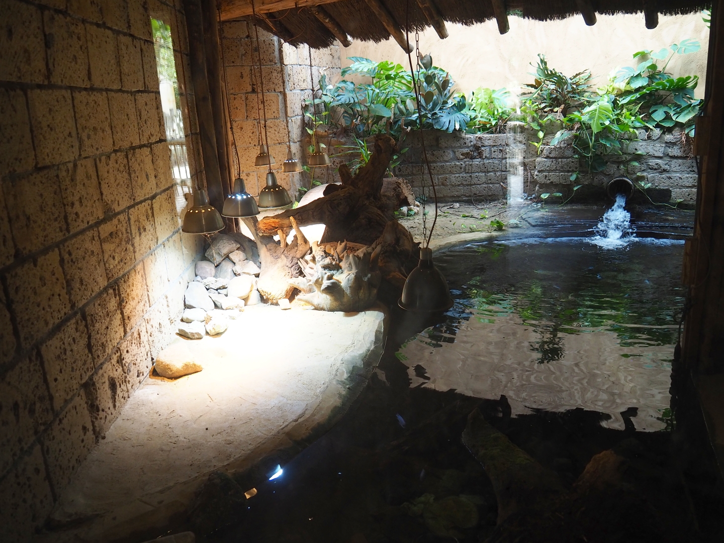 Dwarf crocodile exhibit