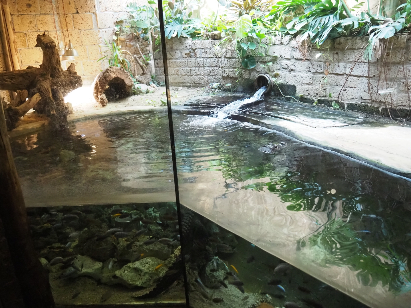 Dwarf crocodile exhibit