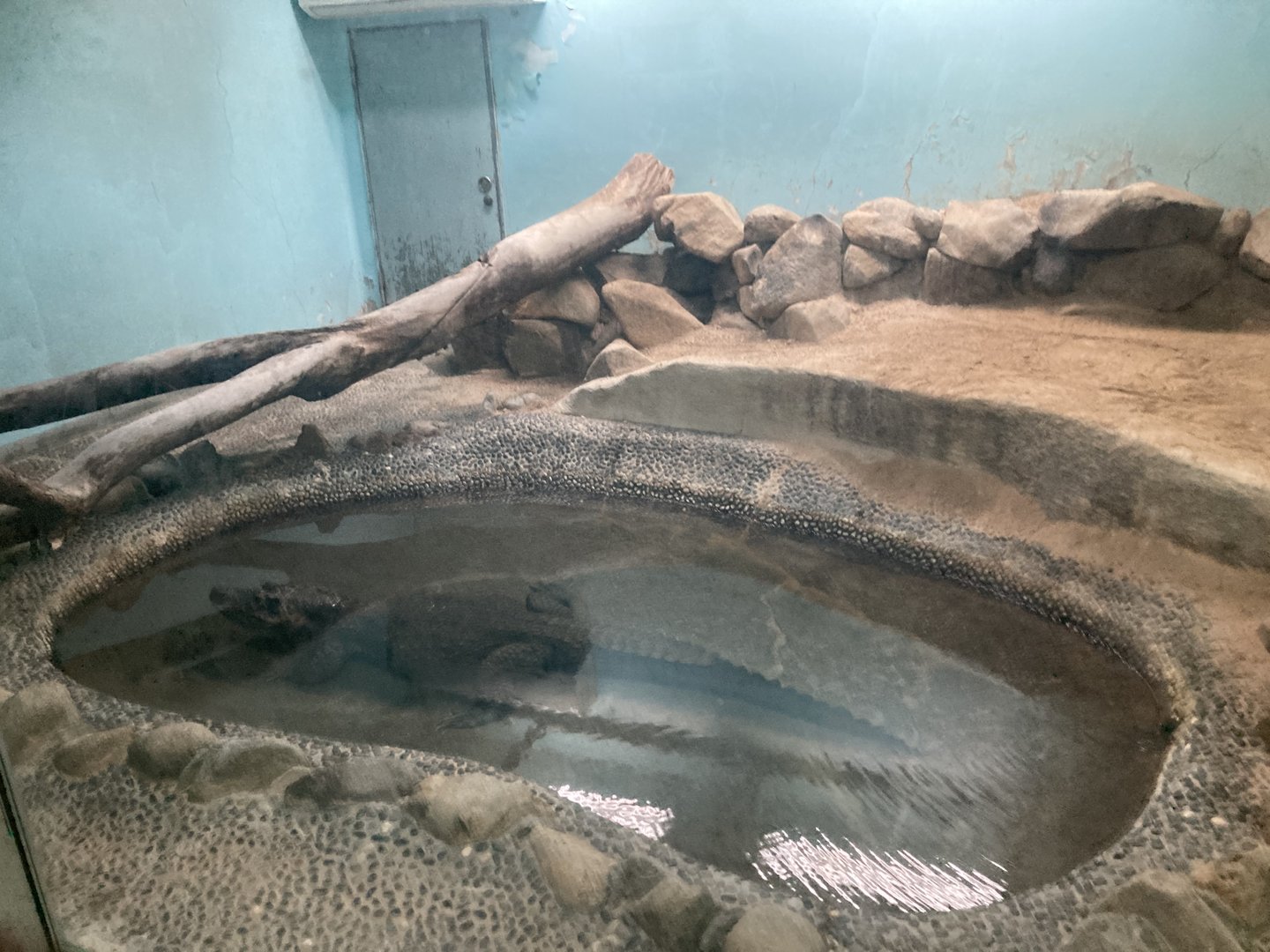Dwarf crocodile exhibit