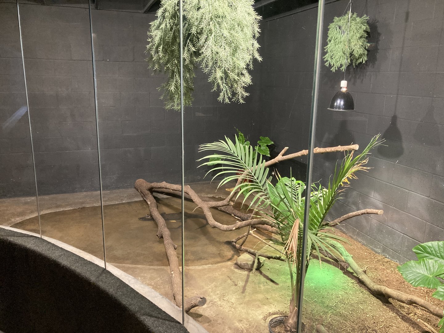 Dwarf Crocodile exhibit
