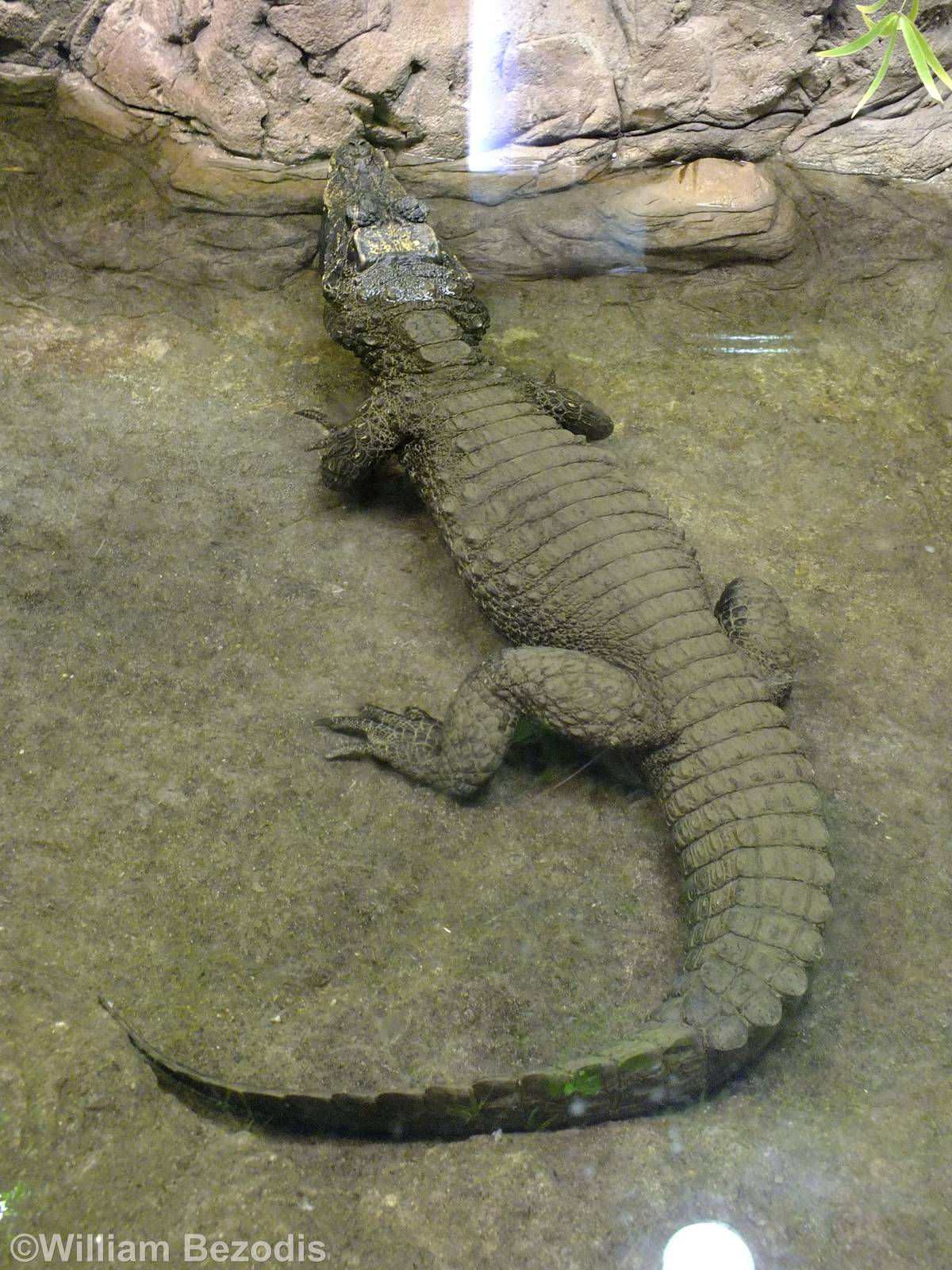 Dwarf Crocodile - Gdynia Aquarium