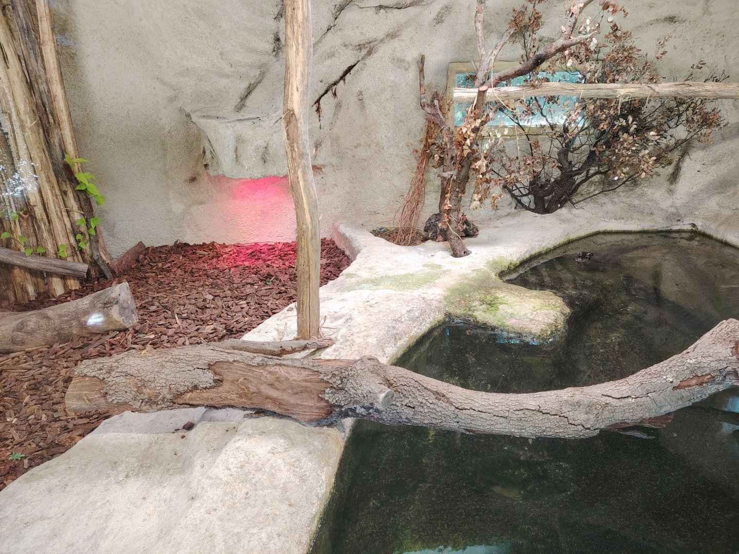 Dwarf Crocodile Indoor Exhibit