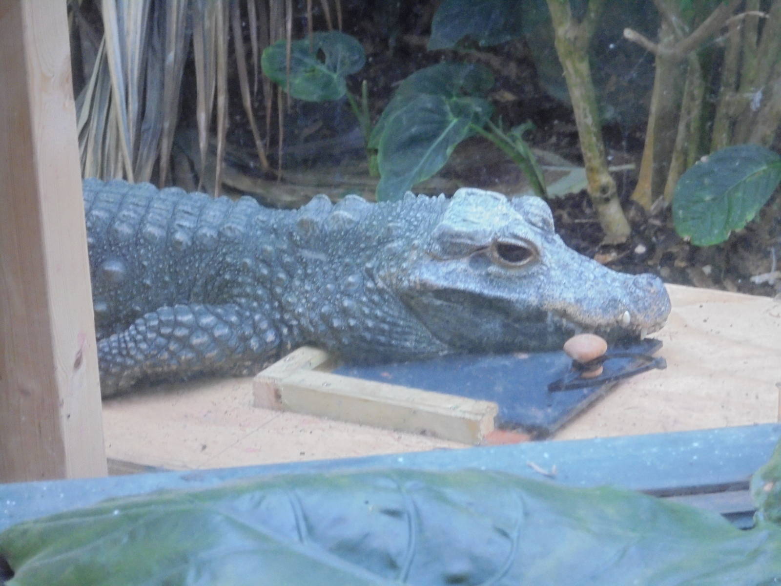 Dwarf Crocodile on travel crate 2015.