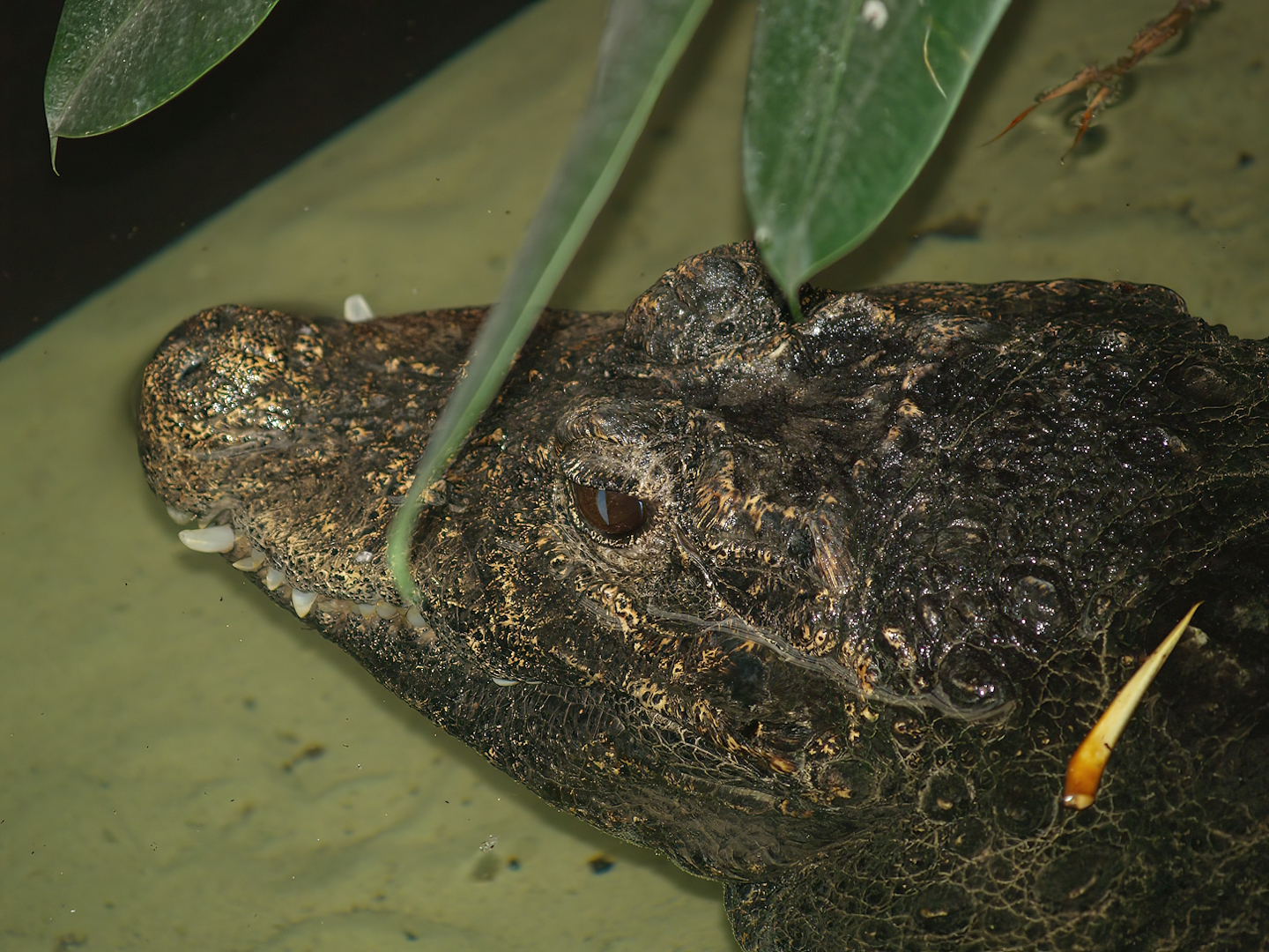 Dwarf crocodile (Osteolaemus tetraspis), 2007-04-01