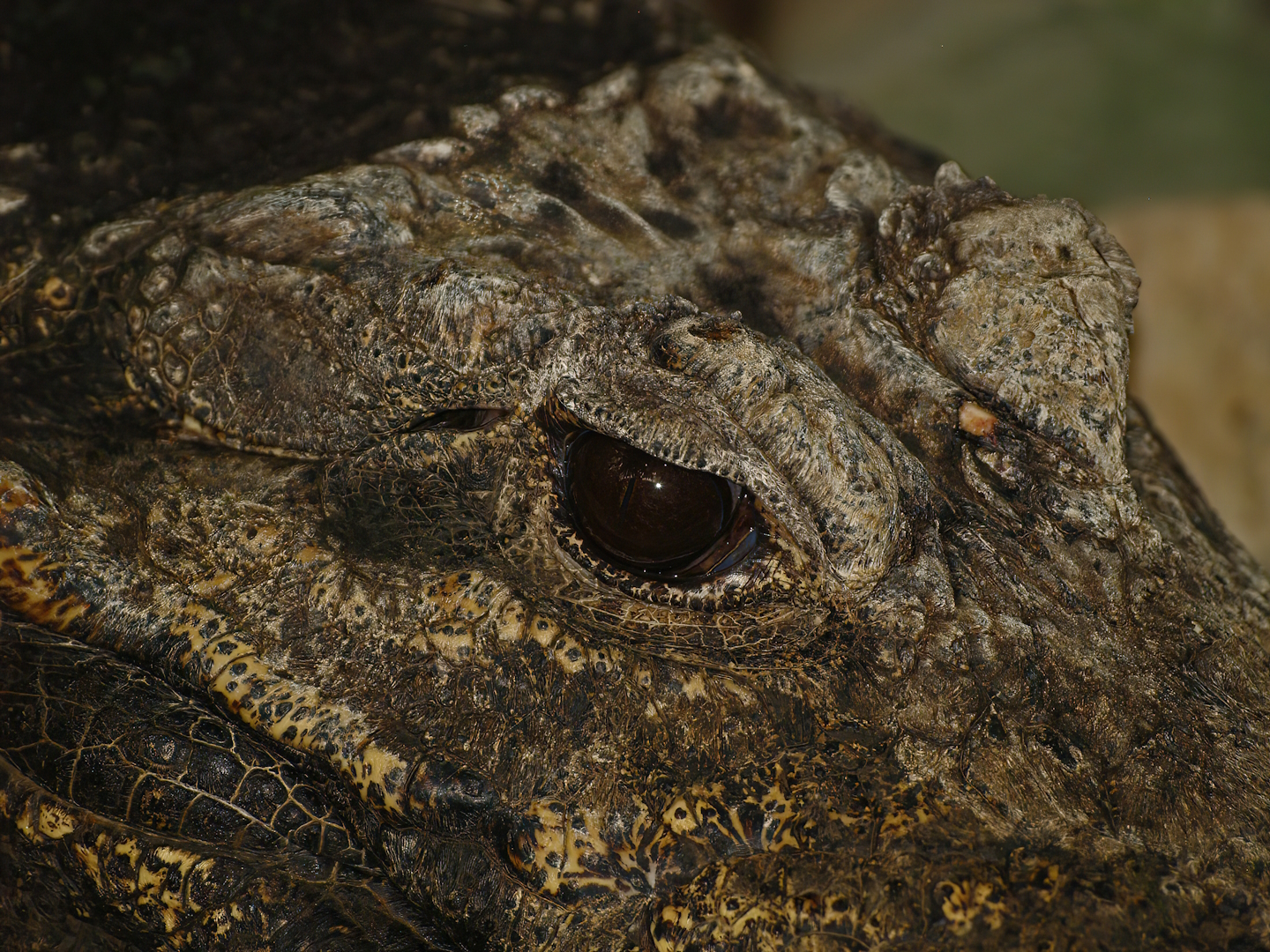 Dwarf crocodile (Osteolaemus tetraspis), 2008-08-06