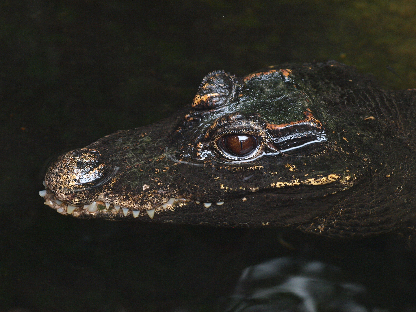 Dwarf crocodile (Osteolaemus tetraspis), 2015-07-19