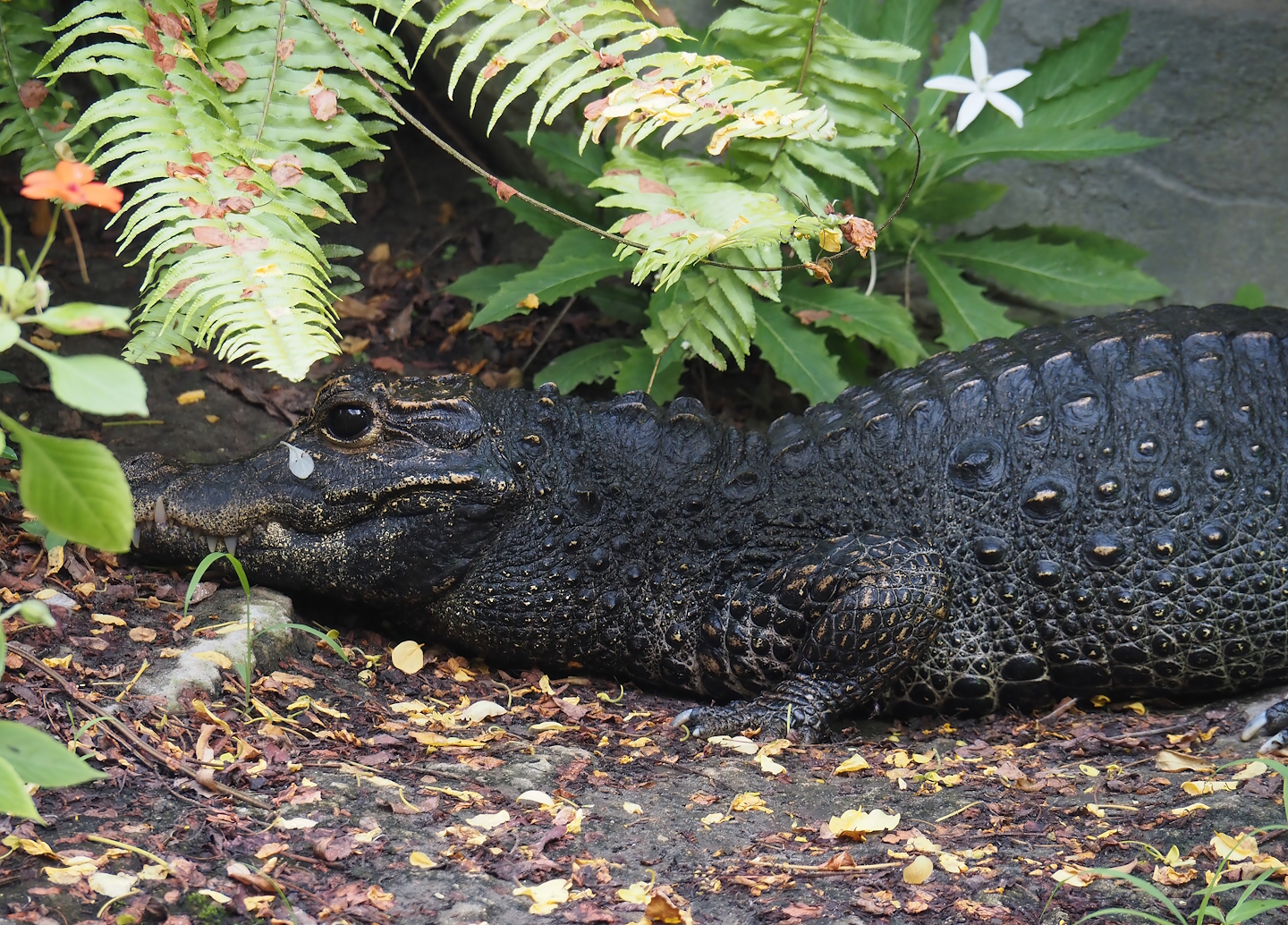 Dwarf crocodile (Osteolaemus tetraspis), 2024-06-23