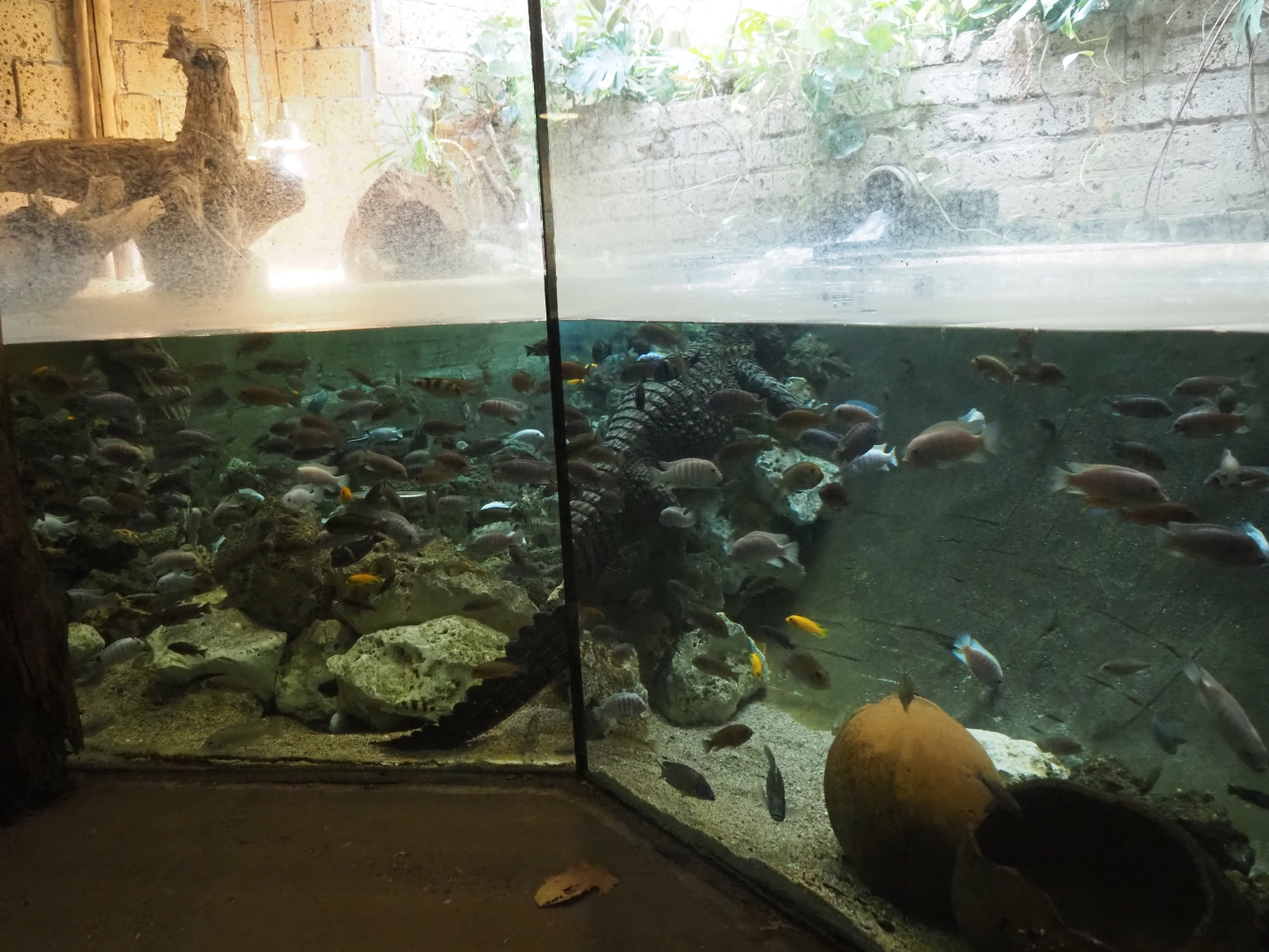 Dwarf crocodile (Osteolaemus tetraspis) and mbuna cichlids