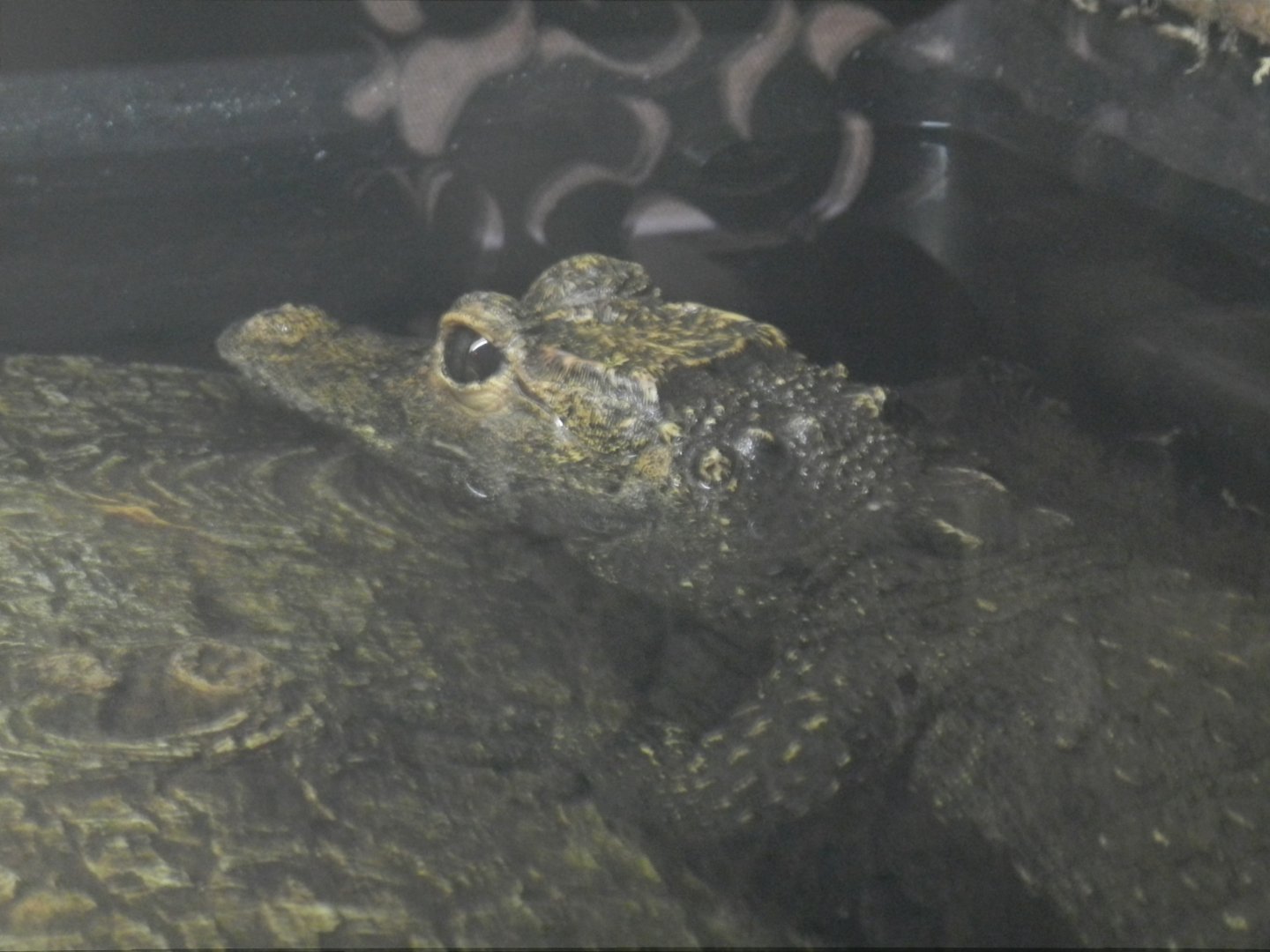 Dwarf Crocodile (Osteolaemus tetraspis) at Ventura Wildlife Park, England
