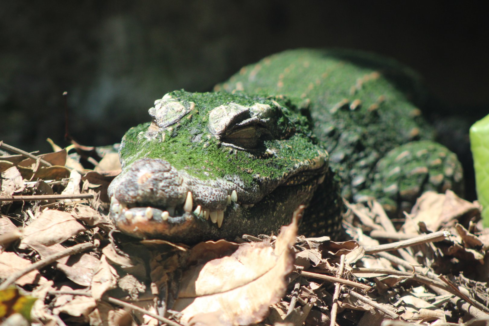 Dwarf Crocodile (Osteolaemus tetraspis ssp.)