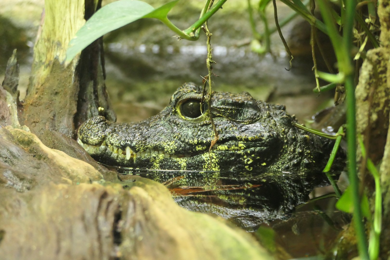 Dwarf Crocodile - Osteolaemus tetraspis - The ARC