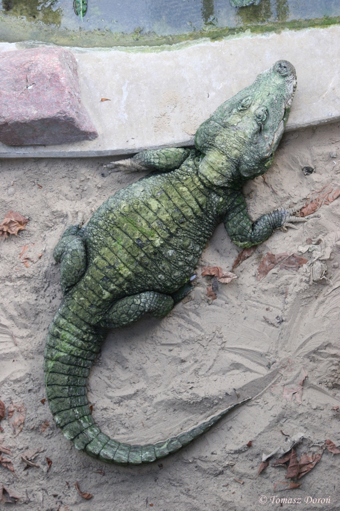 Dwarf Crocodile (Osteolaemus tetraspis)