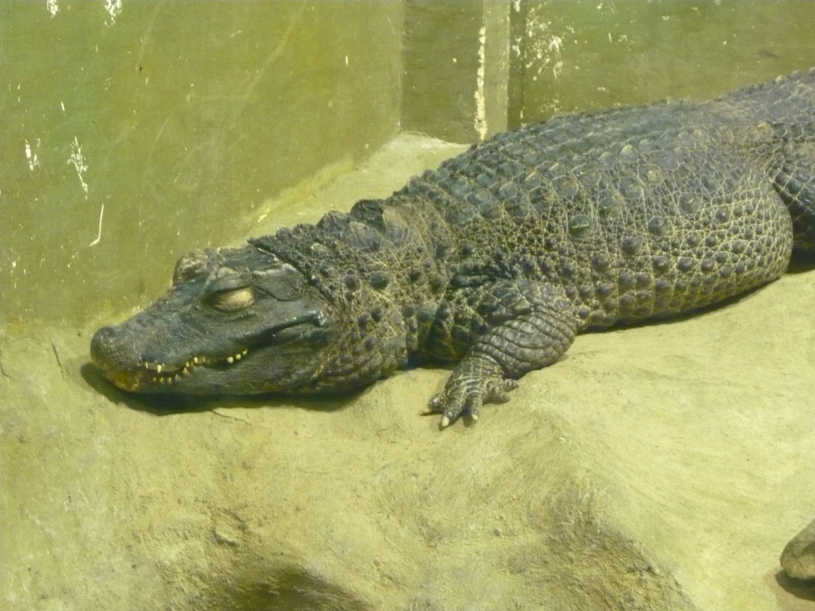 Dwarf crocodile (Osteolaemus tetraspis)