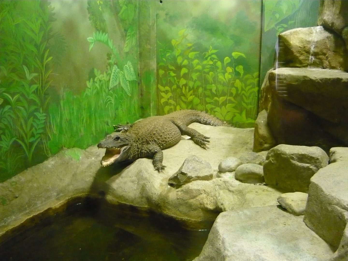 Dwarf crocodile (Osteolaemus tetraspis)