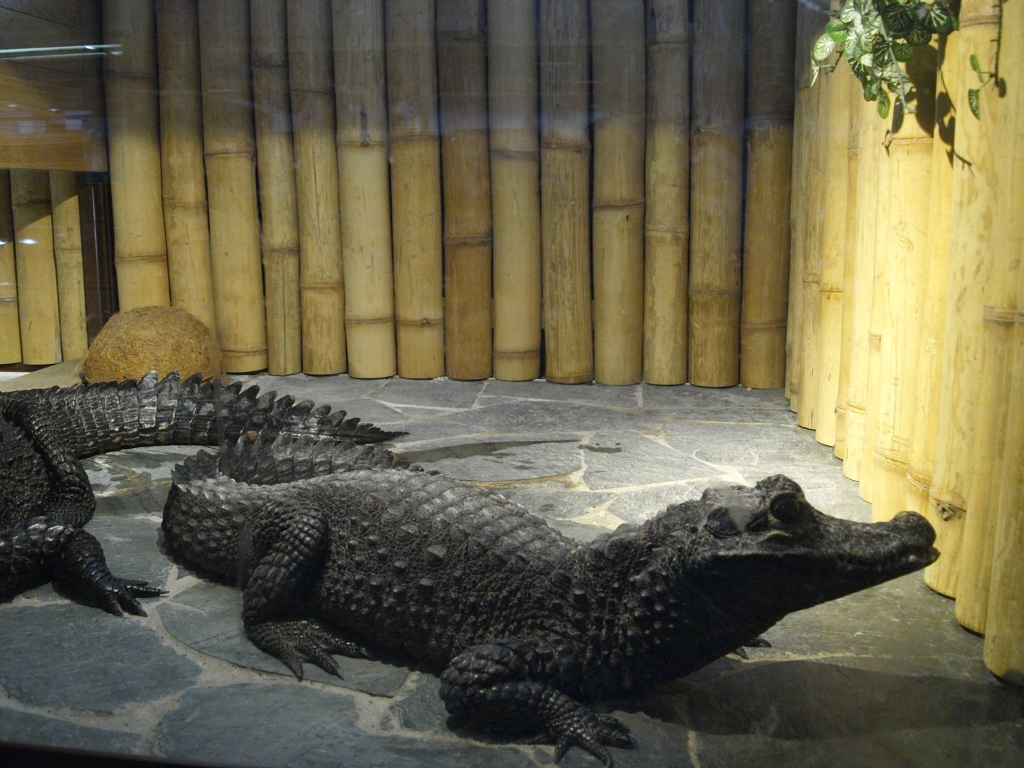Dwarf crocodile - Osteolaemus tetraspis