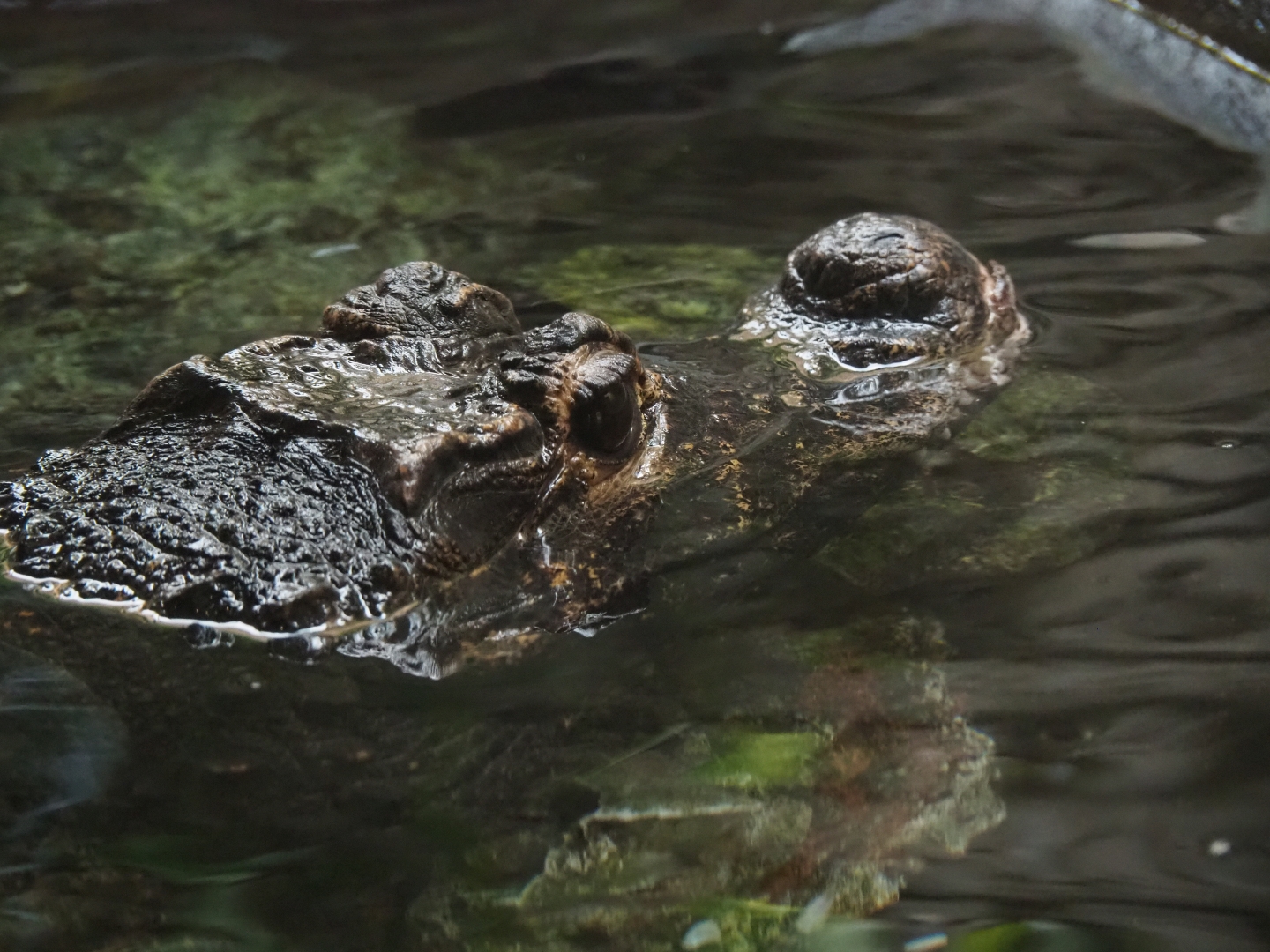 Dwarf crocodile (Osteolaemus tetraspis)