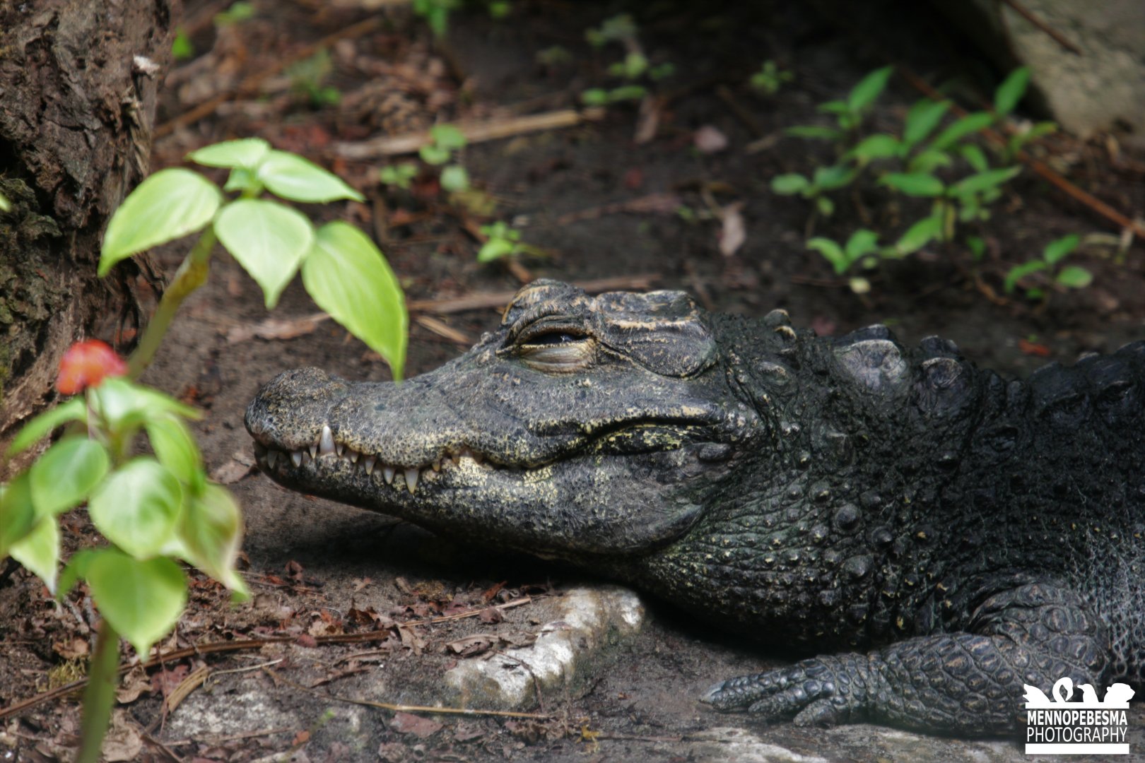 Dwarf crocodile (Osteolaemus tetraspis)