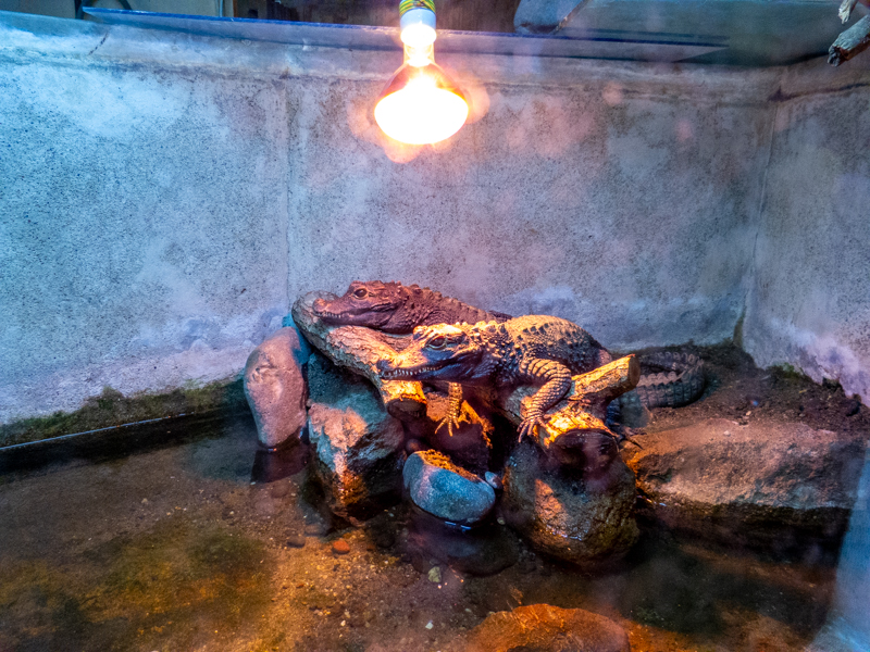 Dwarf crocodile (Osteolaemus tetraspis)