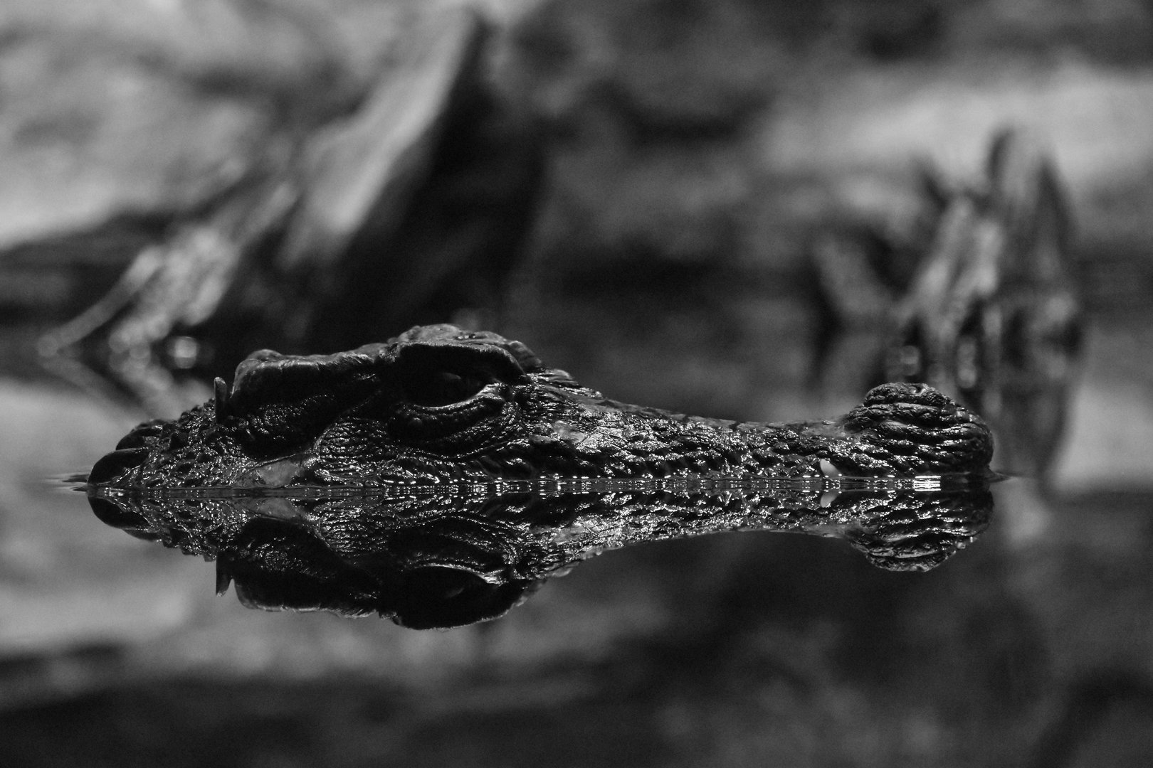 Dwarf crocodile, Osteolaemus tetraspis