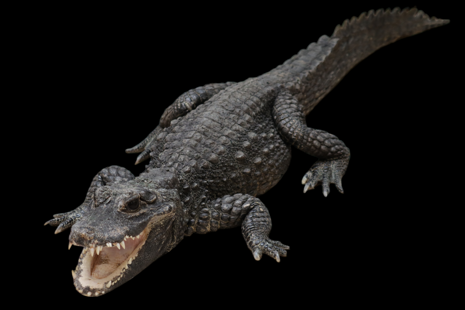 Dwarf crocodile (Osteolaemus tetraspis)