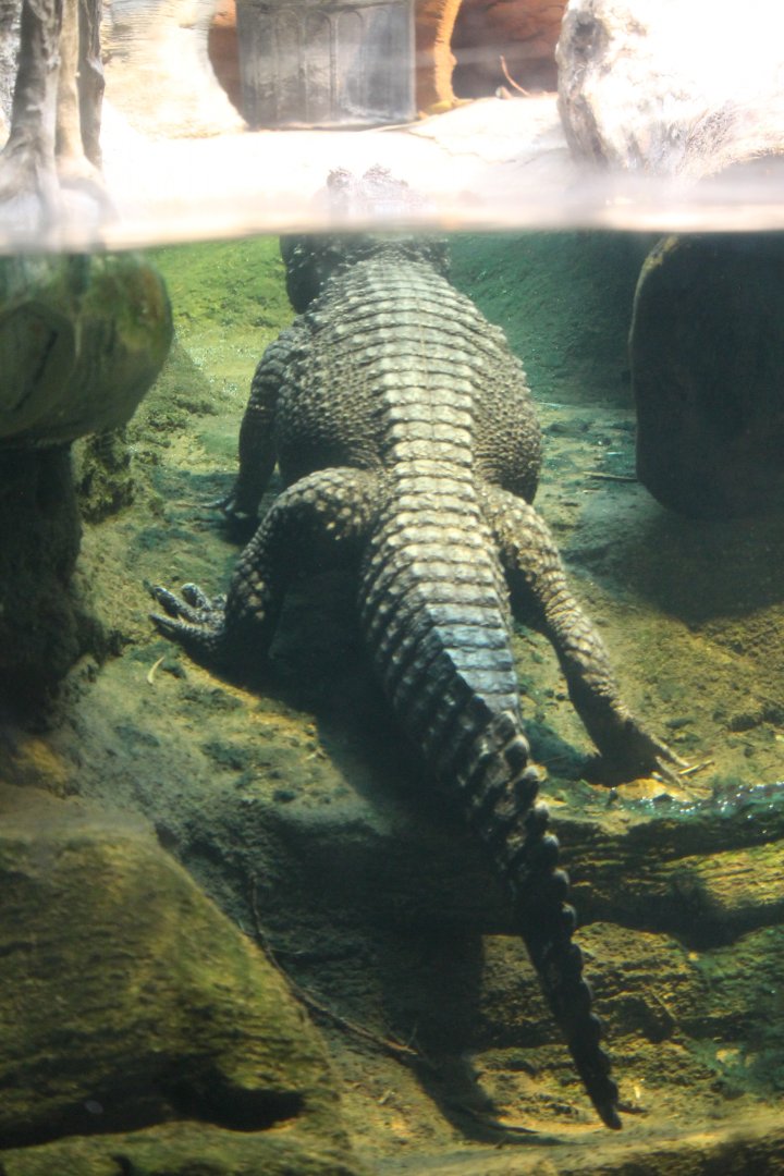 Dwarf Crocodile (Osteolaemus tetraspis)