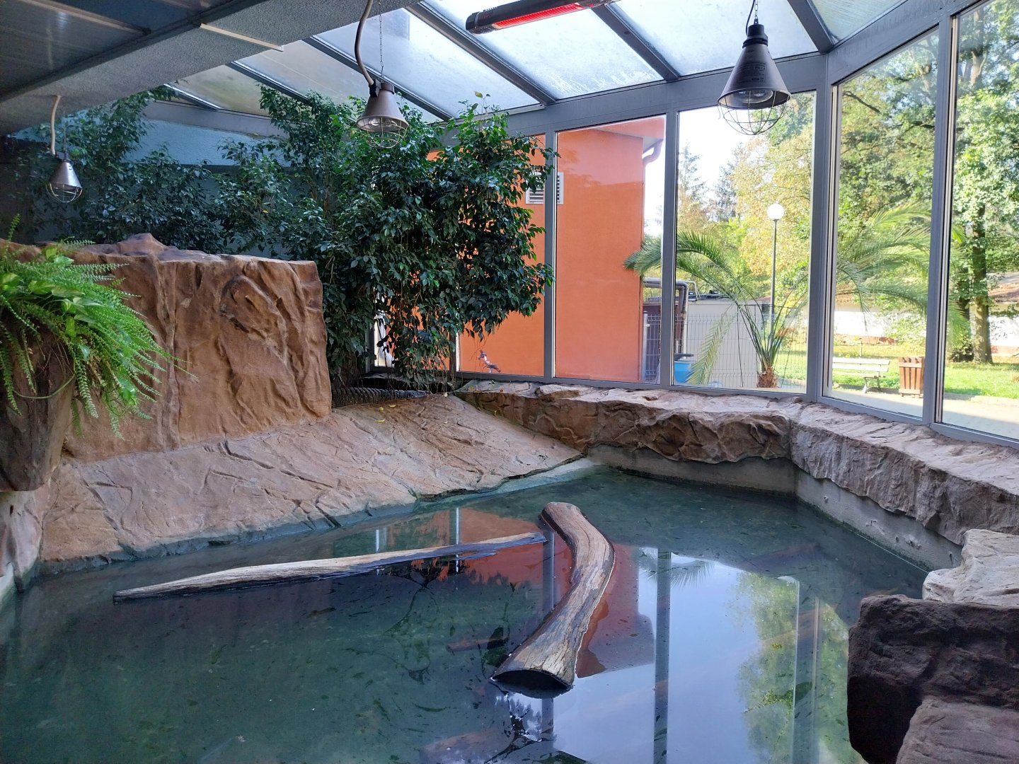 Dwarf Crocodile (Osteolaemus tetraspis)