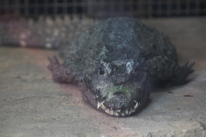 Dwarf crocodile (Osteolaemus tetraspis)
