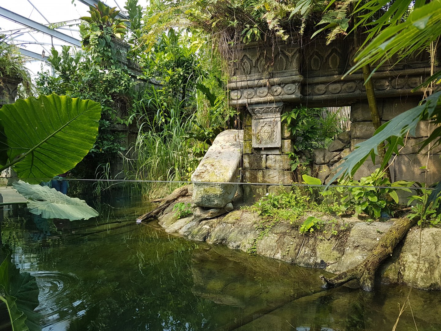 Dwarf crocodile - Pond turtle - Fish enclosure