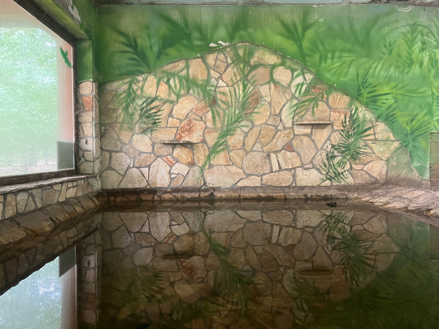 Dwarf crocodile pool