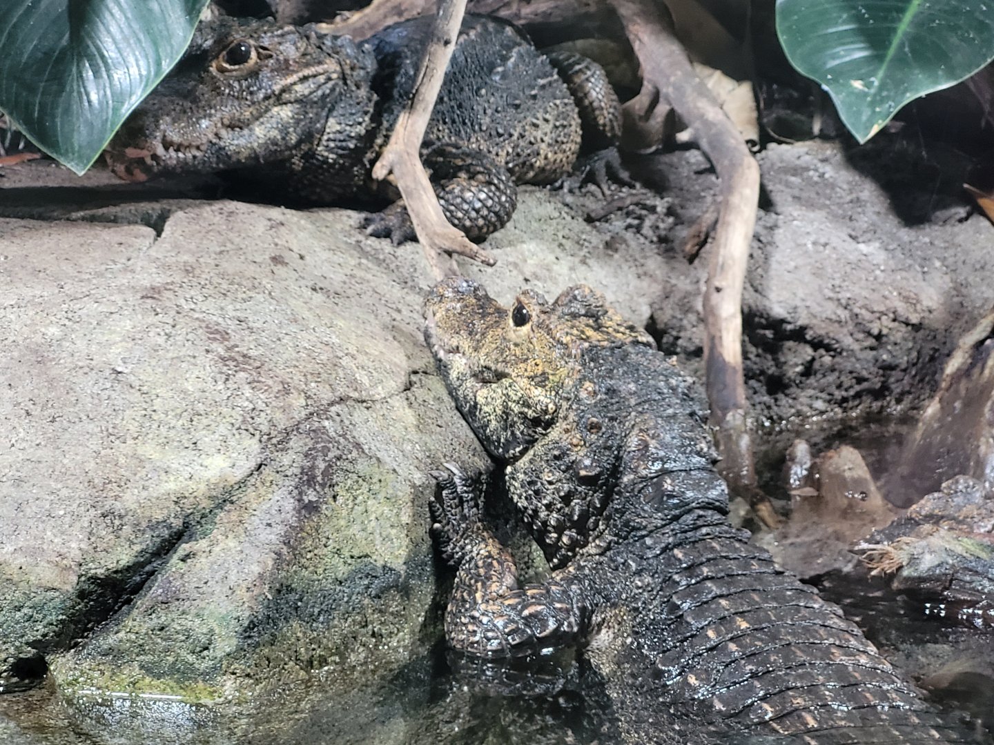 Dwarf crocodile -Réserve Africaine de Sigean (2022)
