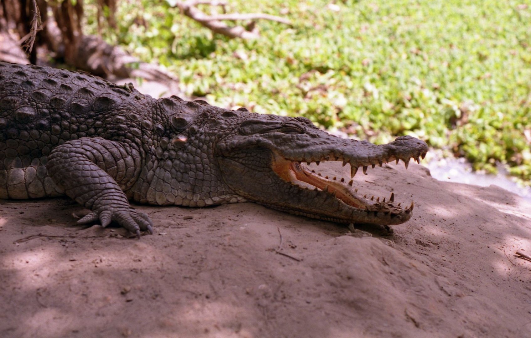 Dwarf crocodile, Sacred Crocodile Pits, Bakau 1996