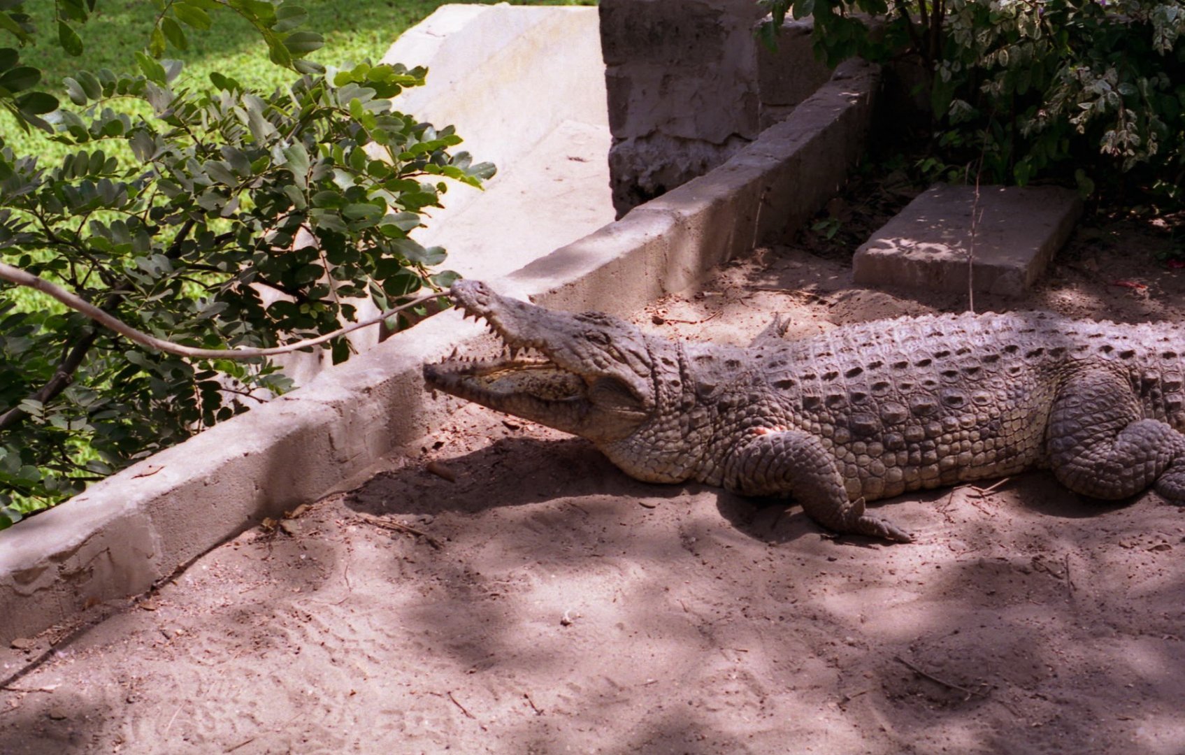 Dwarf crocodile, Sacred Crocodile Pits, Bakau 1996