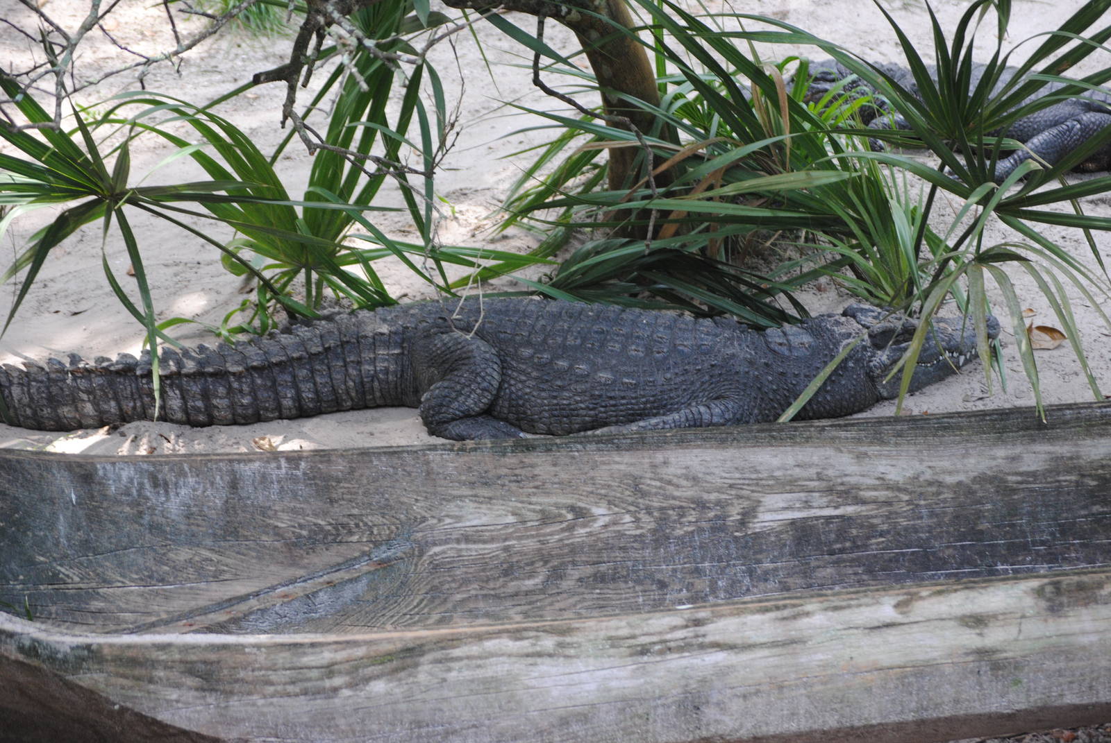 Dwarf Crocodile sp.