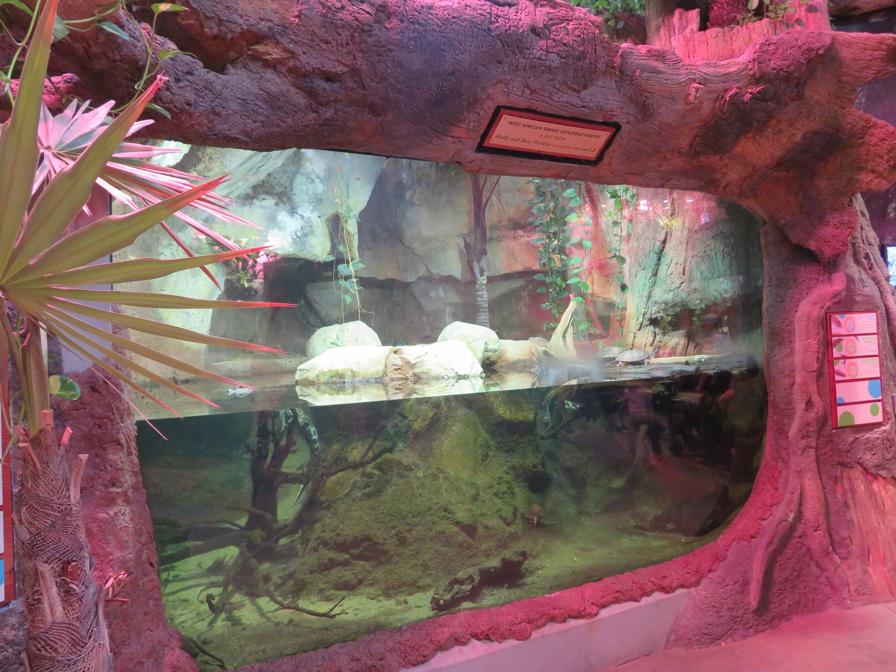 Dwarf Crocodile/Turtle Exhibit