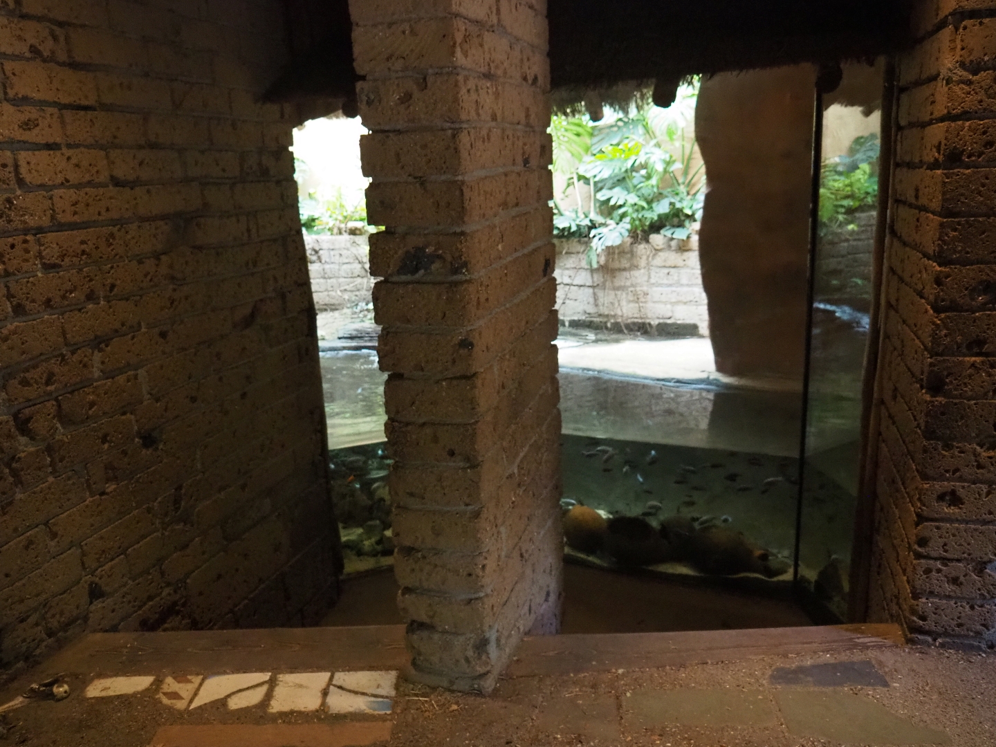 Dwarf crocodile viewing area