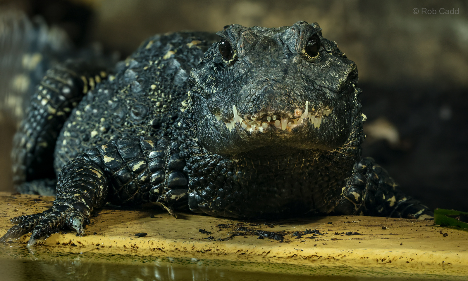 Dwarf crocodile : Whipsnade : 24 May 2024